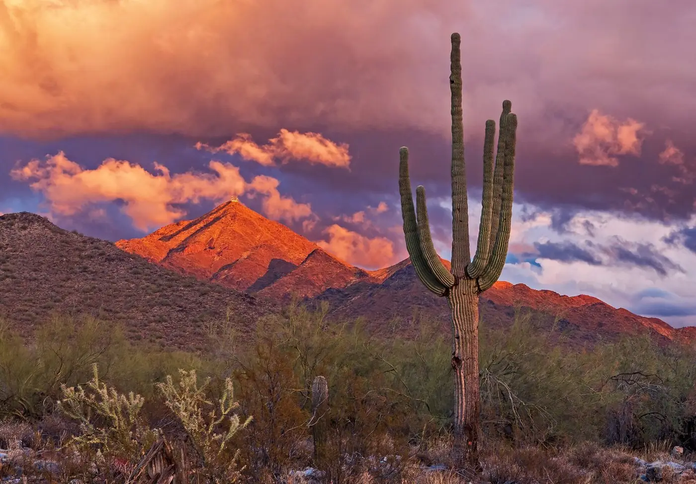 McDowell Mountains at dusk with a saguaro in the foreground