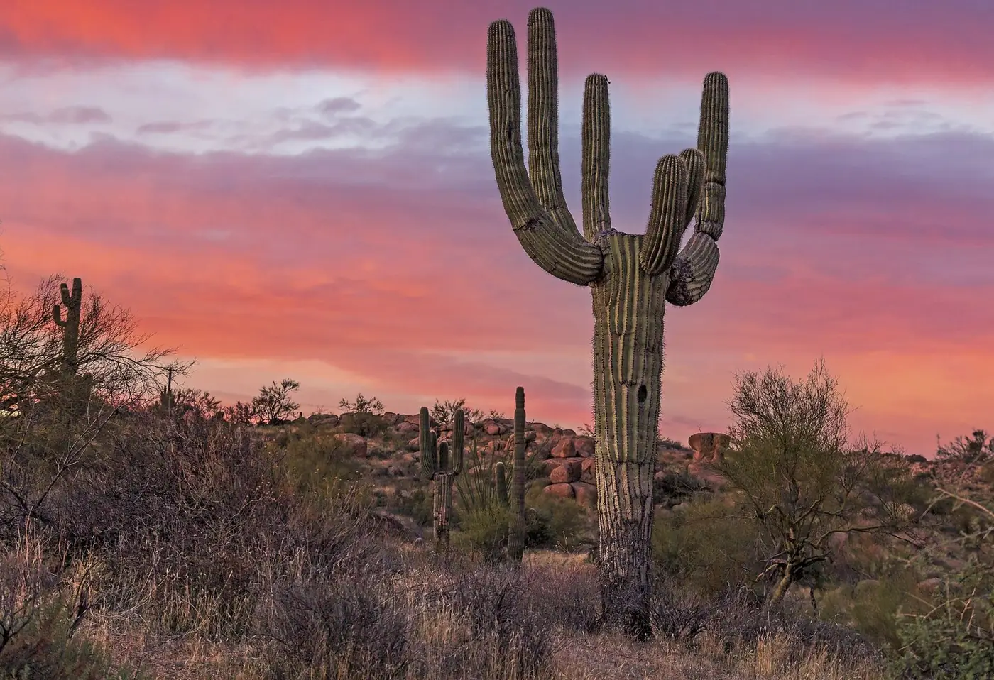 Tall saguaro cacti standing among desert shrubs